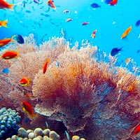 immersioni e snorkeling mar rosso