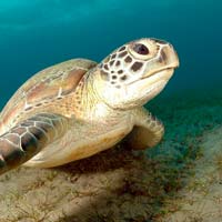 immersioni e snorkeling mar rosso