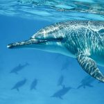 immersioni e snorkeling mar rosso