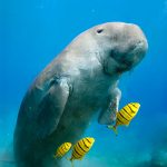 escursioni in barca mar rosso, escursioni diving - dugongo