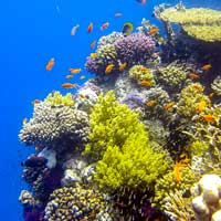 DIVING_ABU-DABBAB-REEF immersioni e snorkeling mar rosso