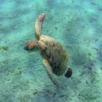 DIVING_Abu_Dabbab immersioni e snorkeling mar rosso