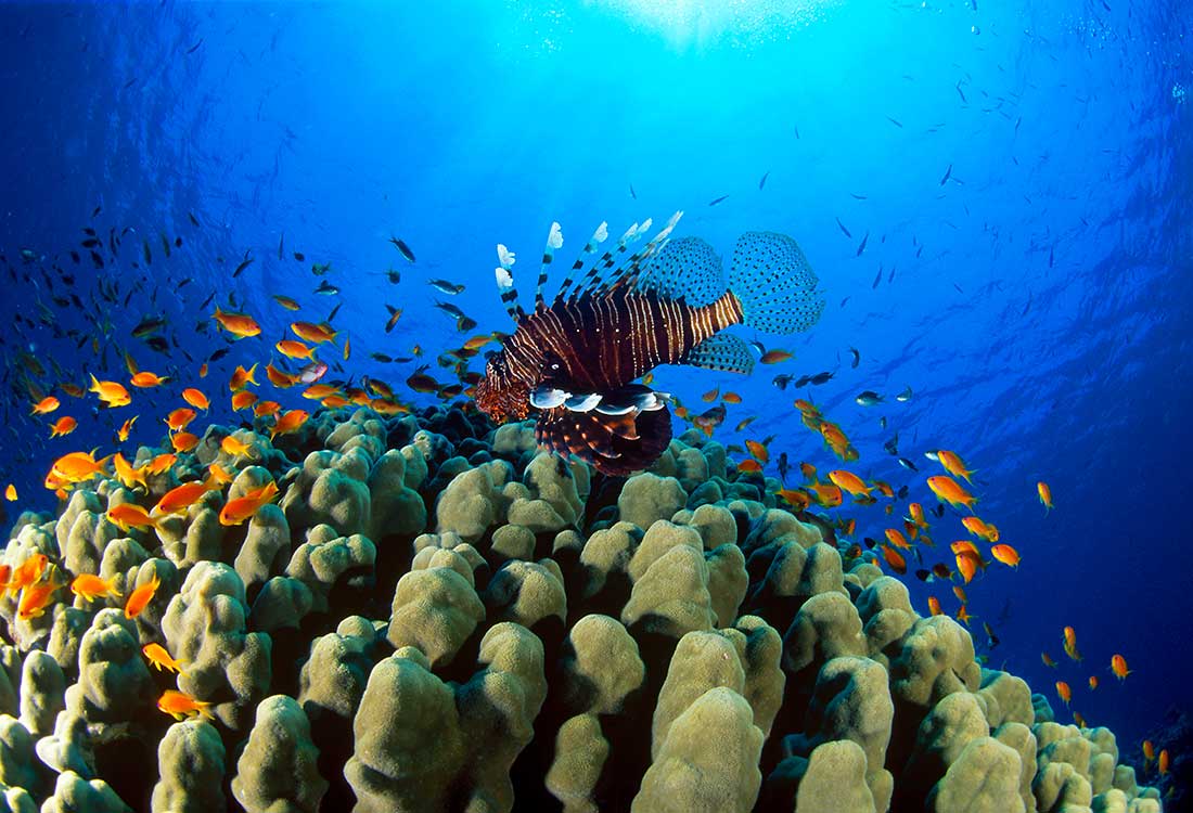 Blue-Reef-Resort-Marsa-Alam-Red-See-Mar-Rosso-diving_